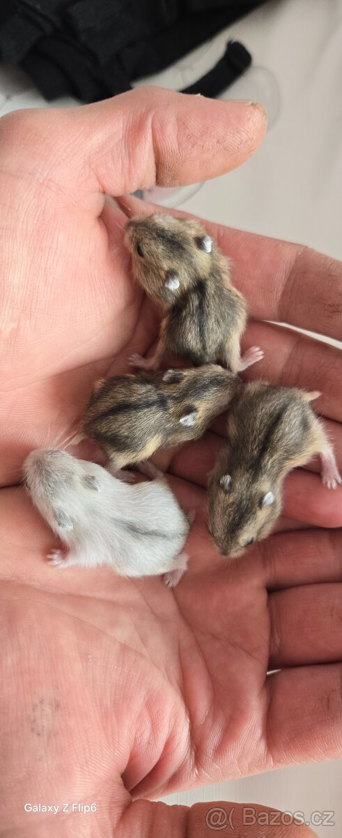 Krecek dzungarsky - 2