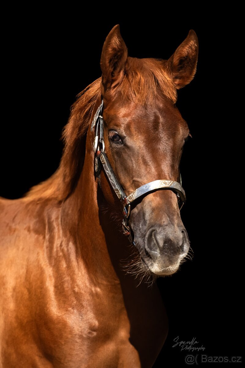 Aqha/Apha chestnut allaround klisnicka - 2