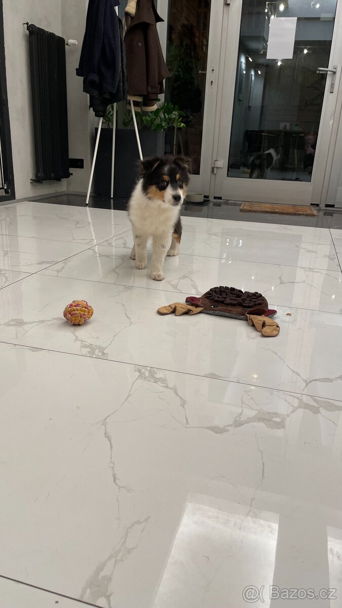 Chvs nabízí štěňátka australských ovčáků s PP - 2