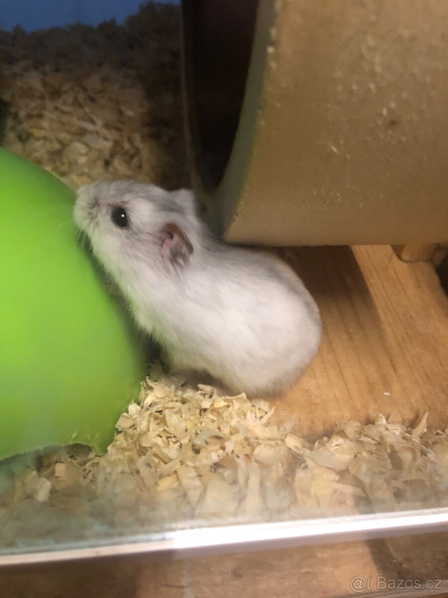 Křečík džungarský - 2