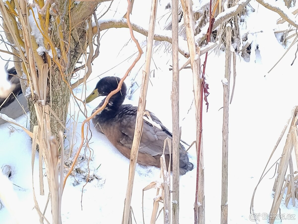 Indický běžec kačer 2025 - 2