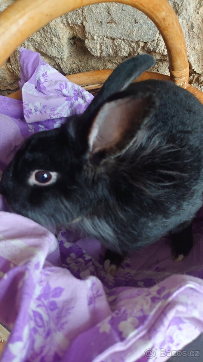 Zakrslý králík Beránek - daruji - 2