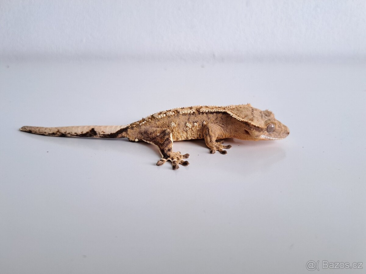 pagekon řasnatý samec. - 2