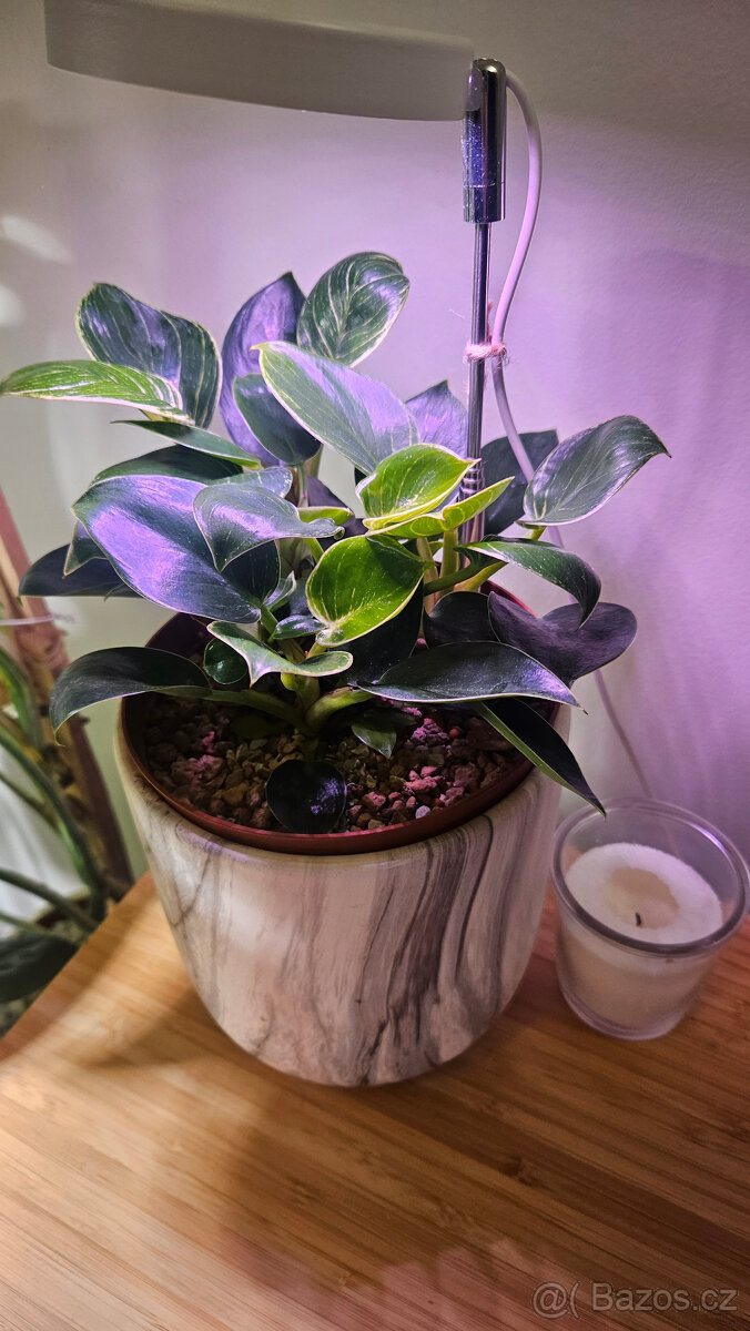 Philodendron birkin - 2