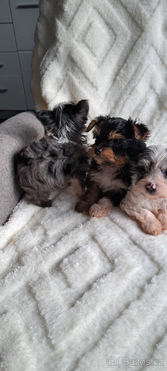 Jorkšírský teriér - 2