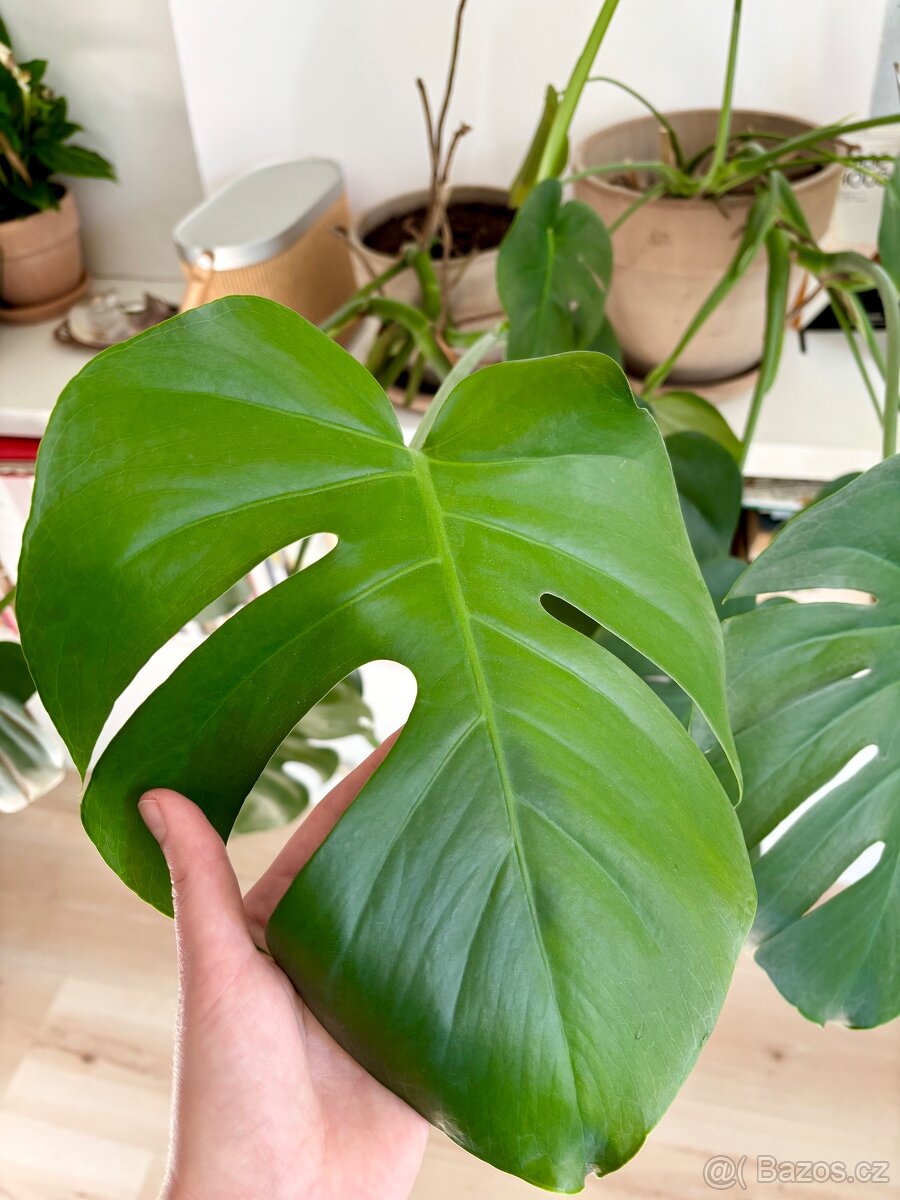 Monstera x2 - 2