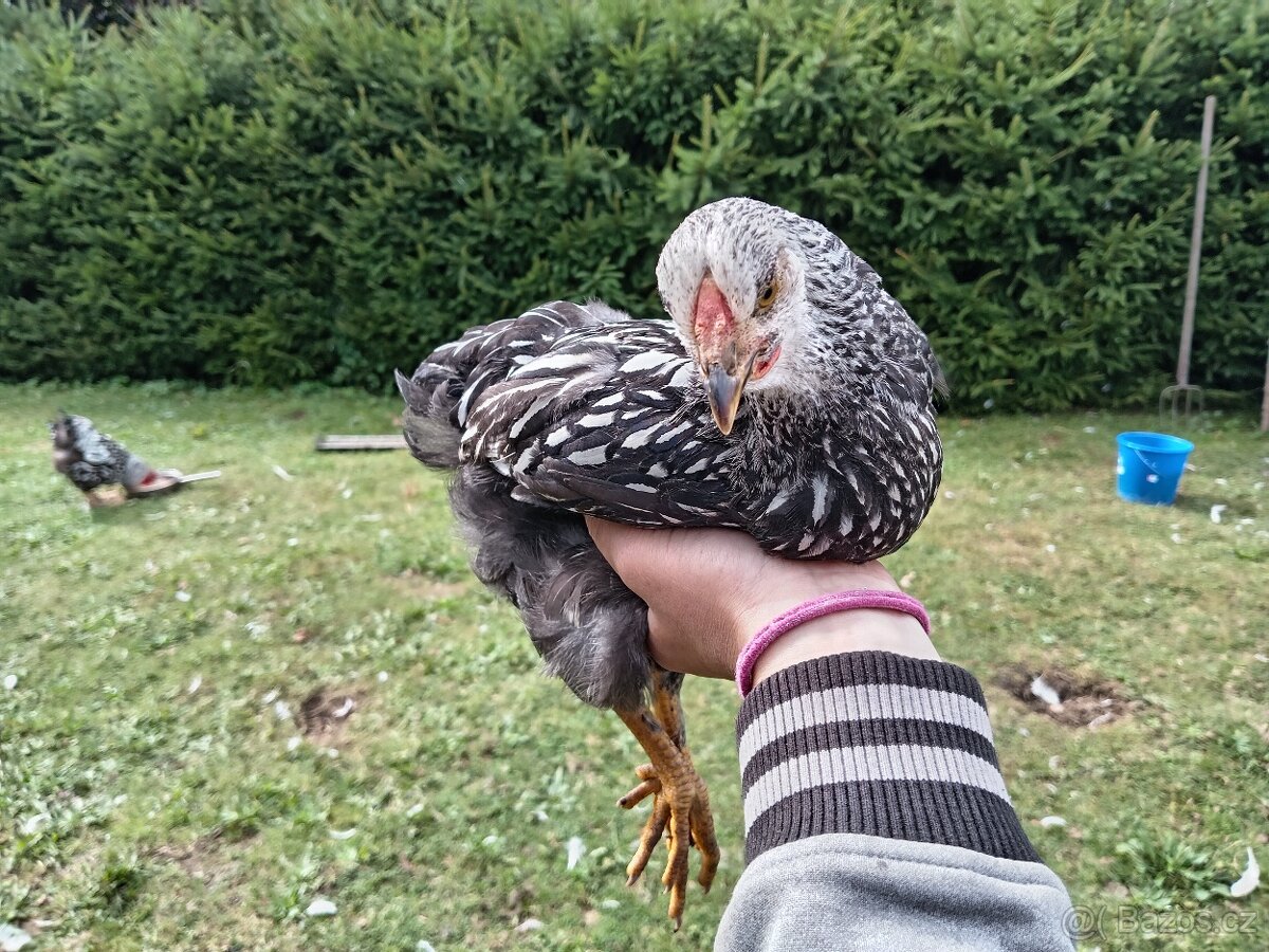 Wyandotka velká stříbrná černě lemovaná - 2