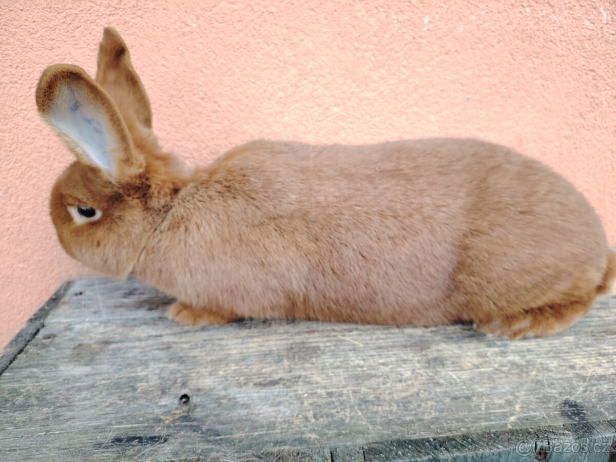 Novozelandsky červený - 2