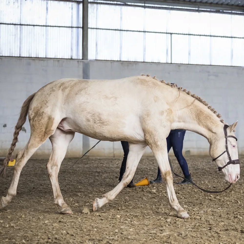 Valach P.R.E. barvy Perlino - 2