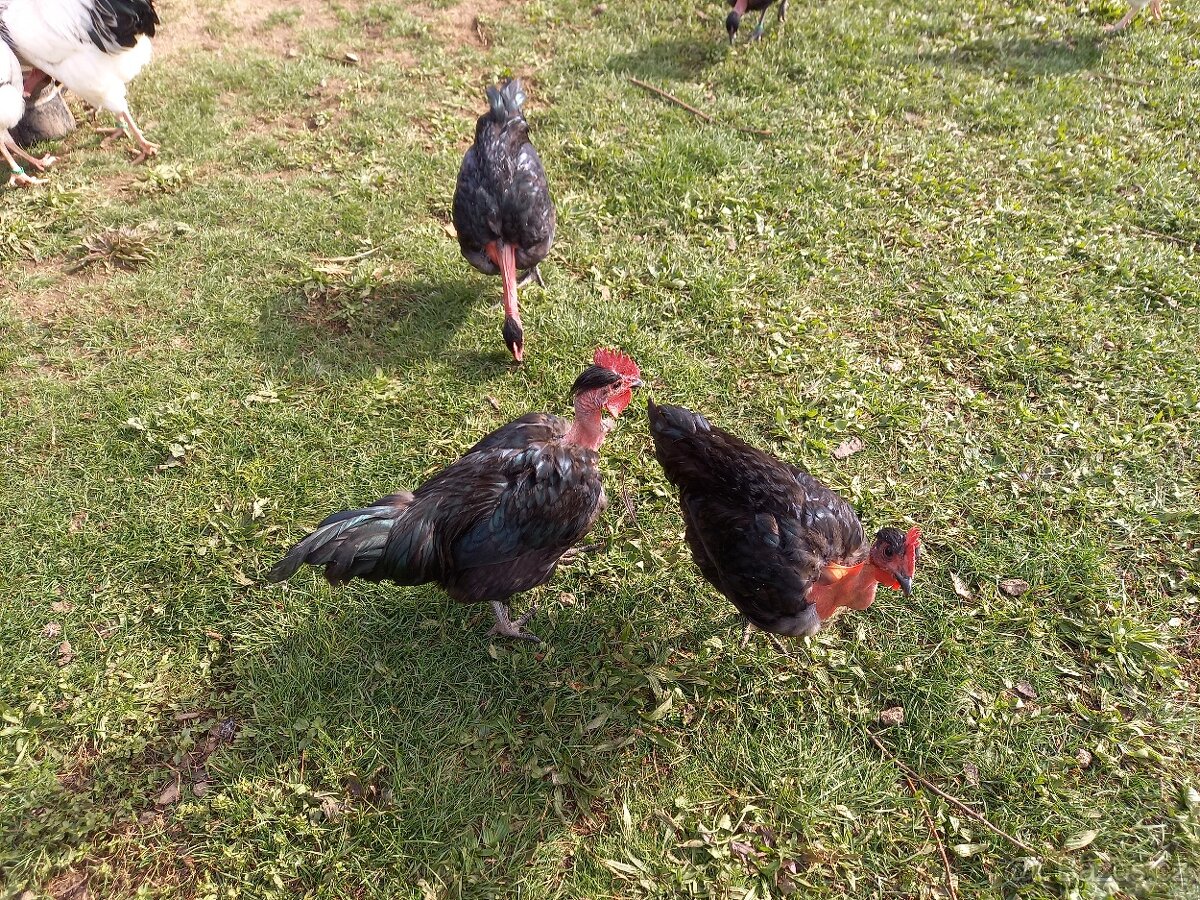 Holokrčka černá - kohouti - 2