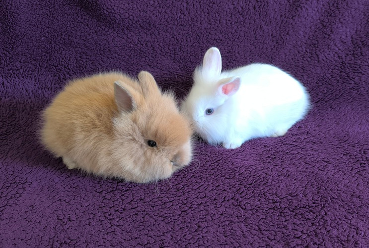 Zakrslý králík lvíček - 2