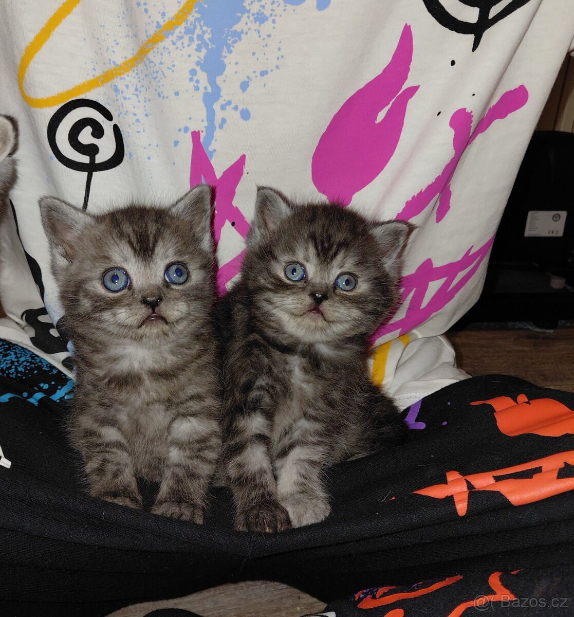 Prodám britské kotatka - 2