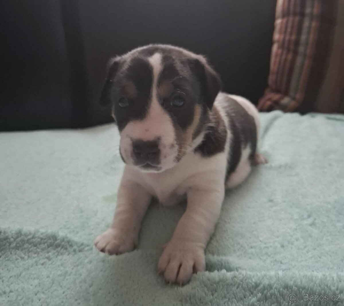 Čistokrevné štěně Jack Russell - kluk František - 2