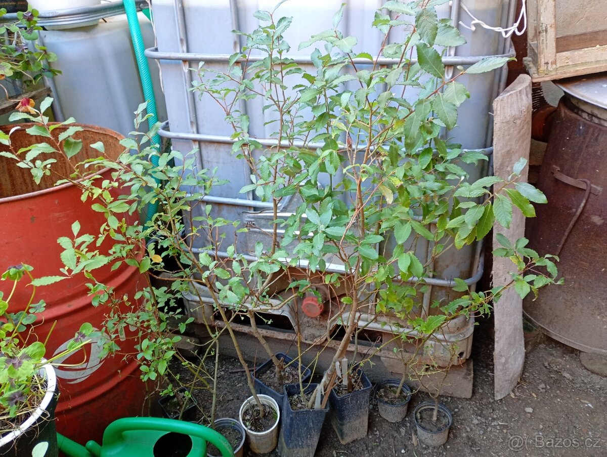 Vrba "kočička" - 2