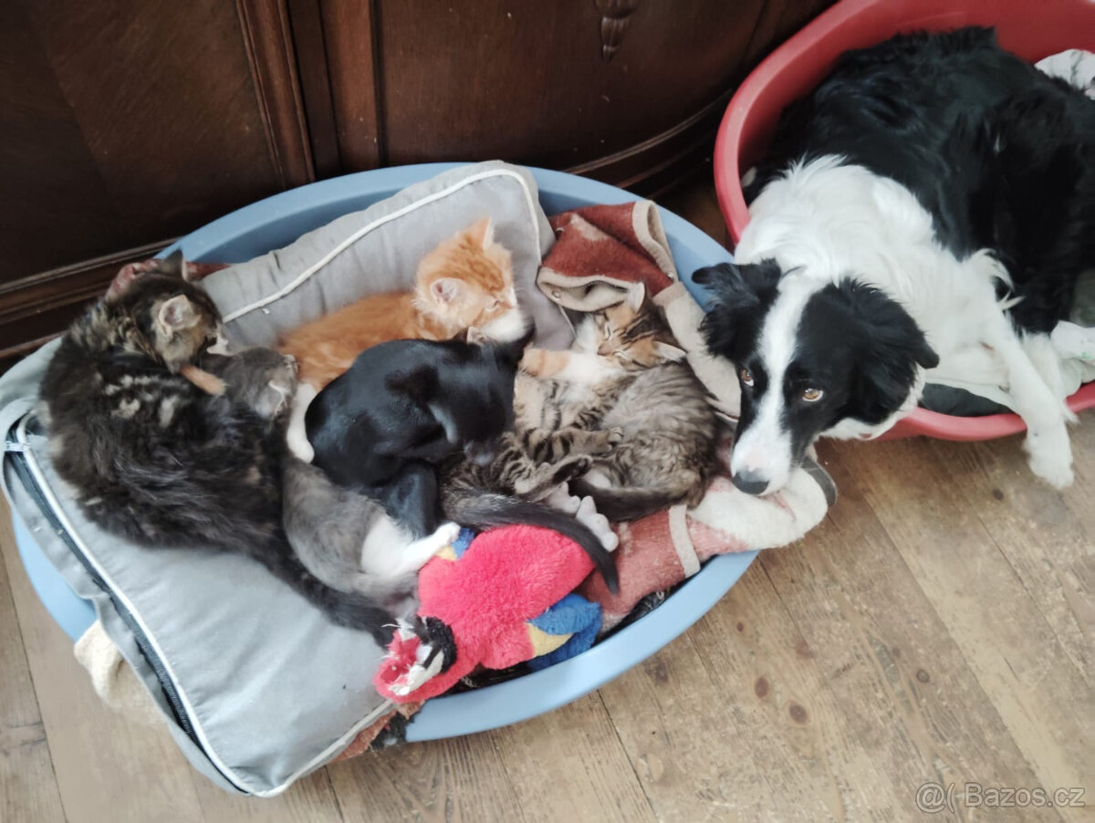 Stříbrná kočička - 2