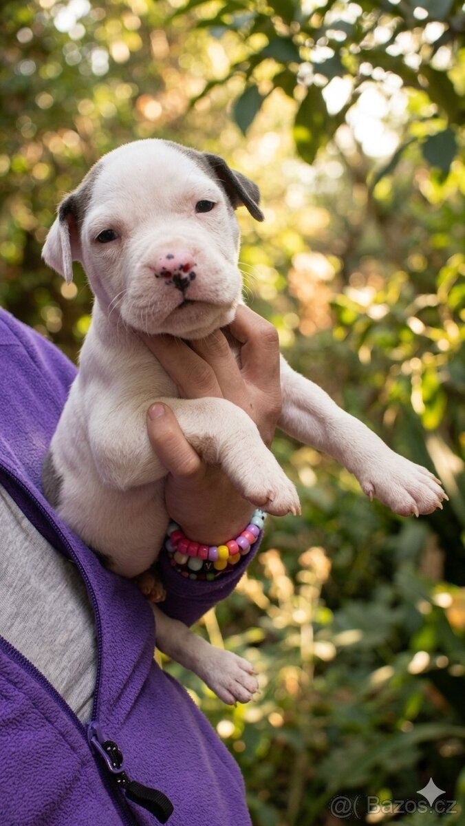 Americký stafordšírský teriér štěně bez pp - 2