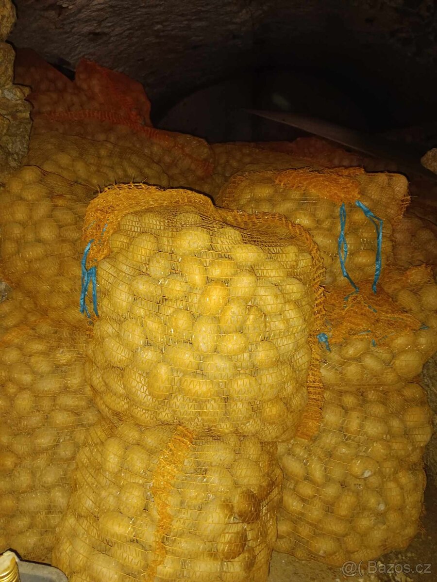 Sadbové brambory - 2