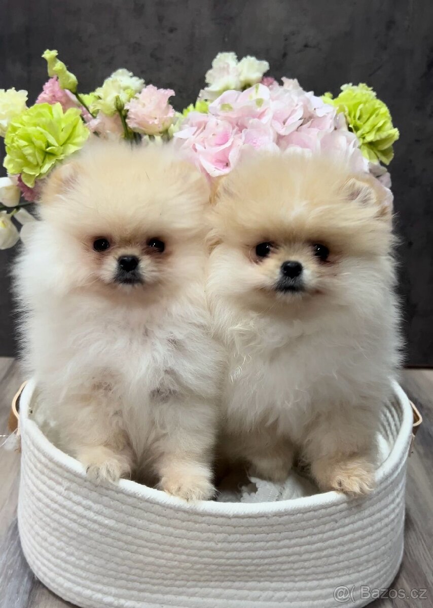Pomeranian mini - 2