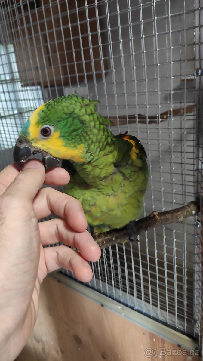 Amazoňan modročelý 0,2 ručně dokrmená - 2