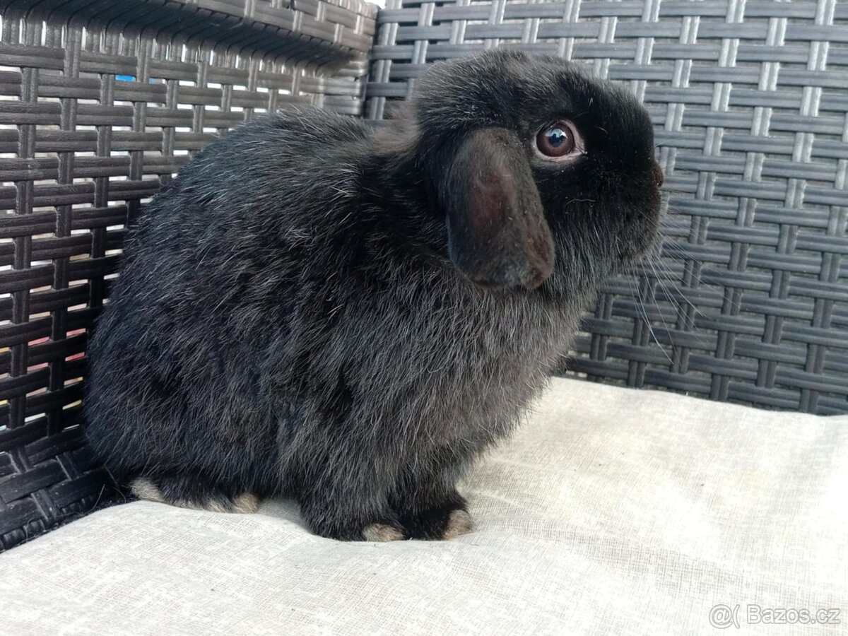 Volný Sameček - Anglický Zakrslý Beránek MiniLop🍑🧡 - 2