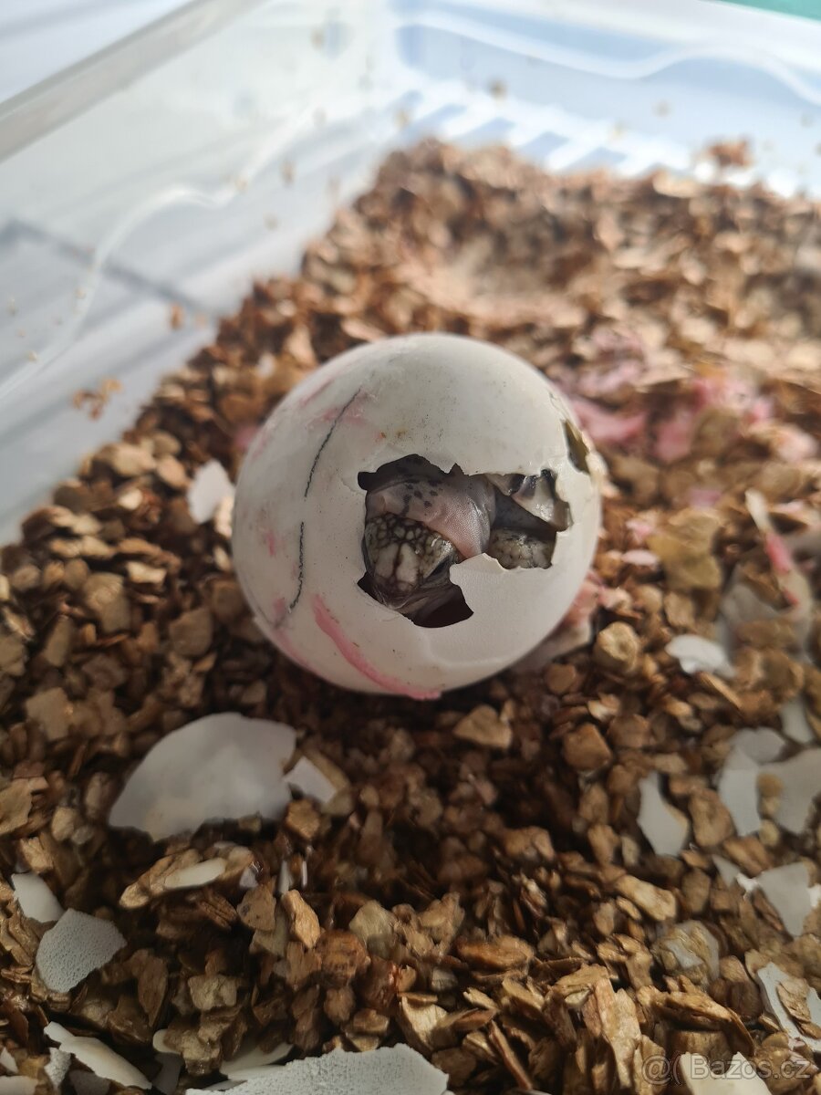 Želva pardálí - Stigmochelys pardalis - 2