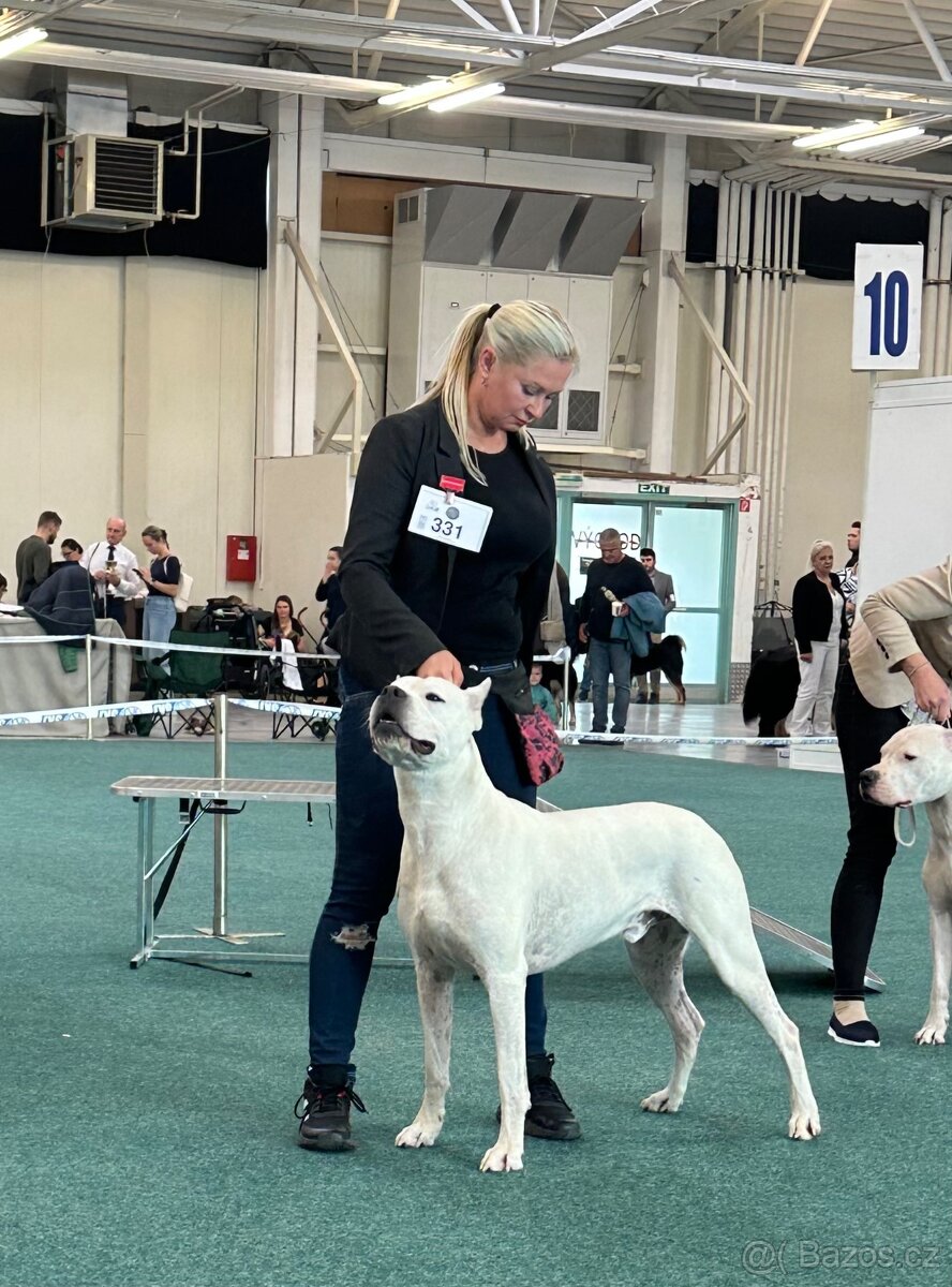 Argentinská doga - krytí - 2