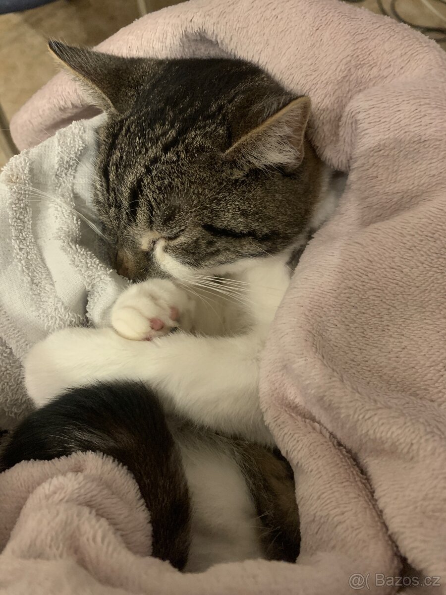 Dobrý den jdu s prozbou… - 2