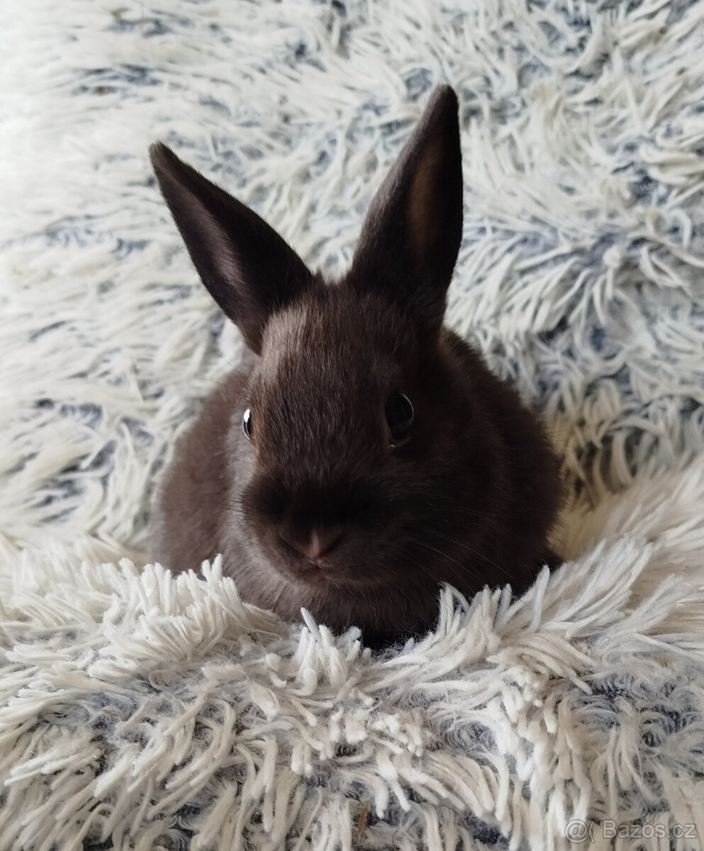 Zakrslý králík - 2