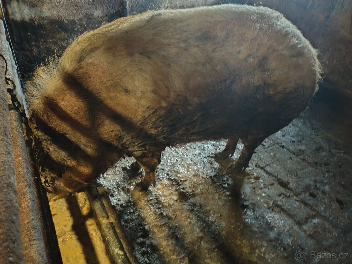 Kříženka prasnice... Chov čí klobásy - 2
