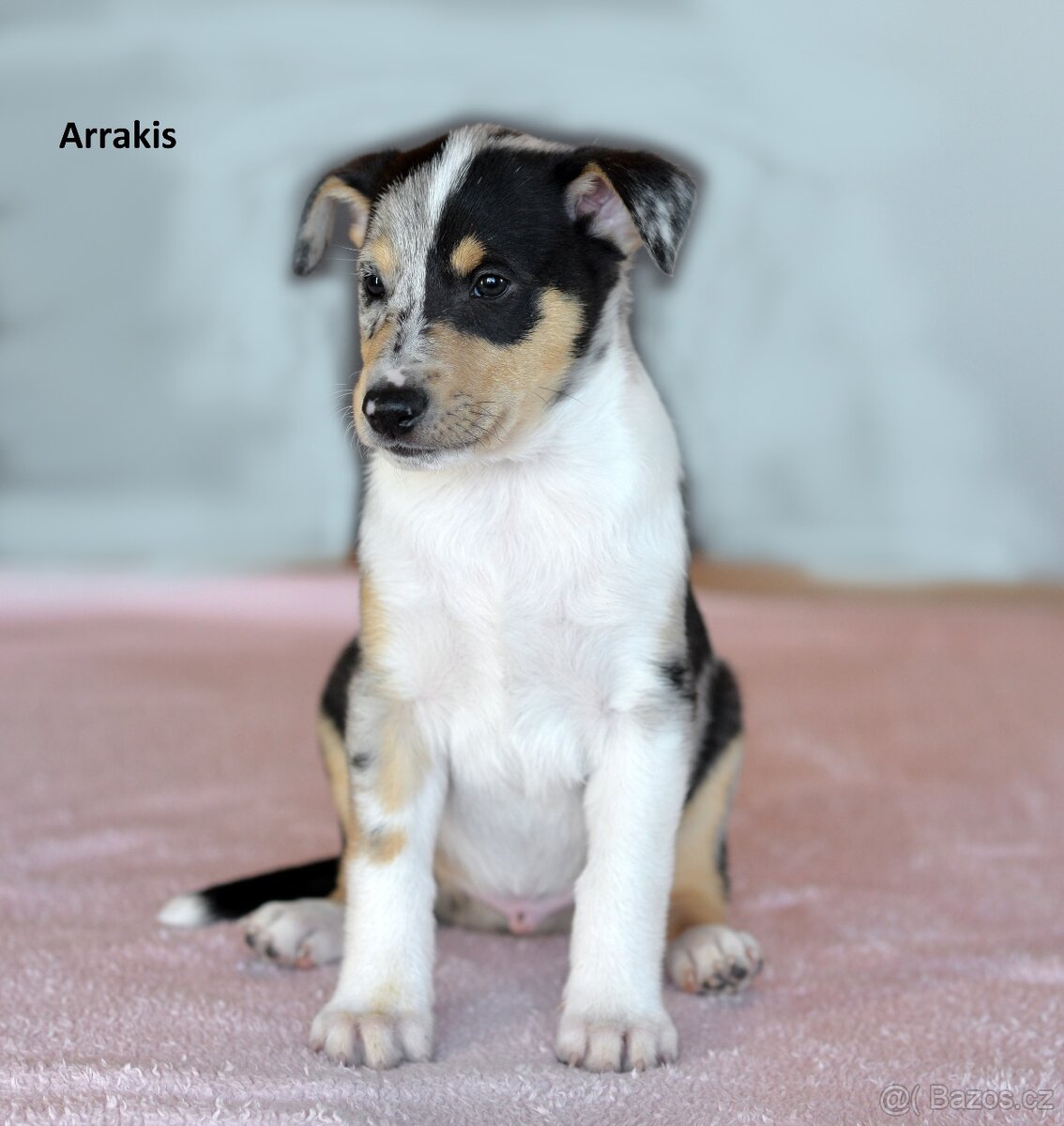 Krátkosrstá kolie - 2