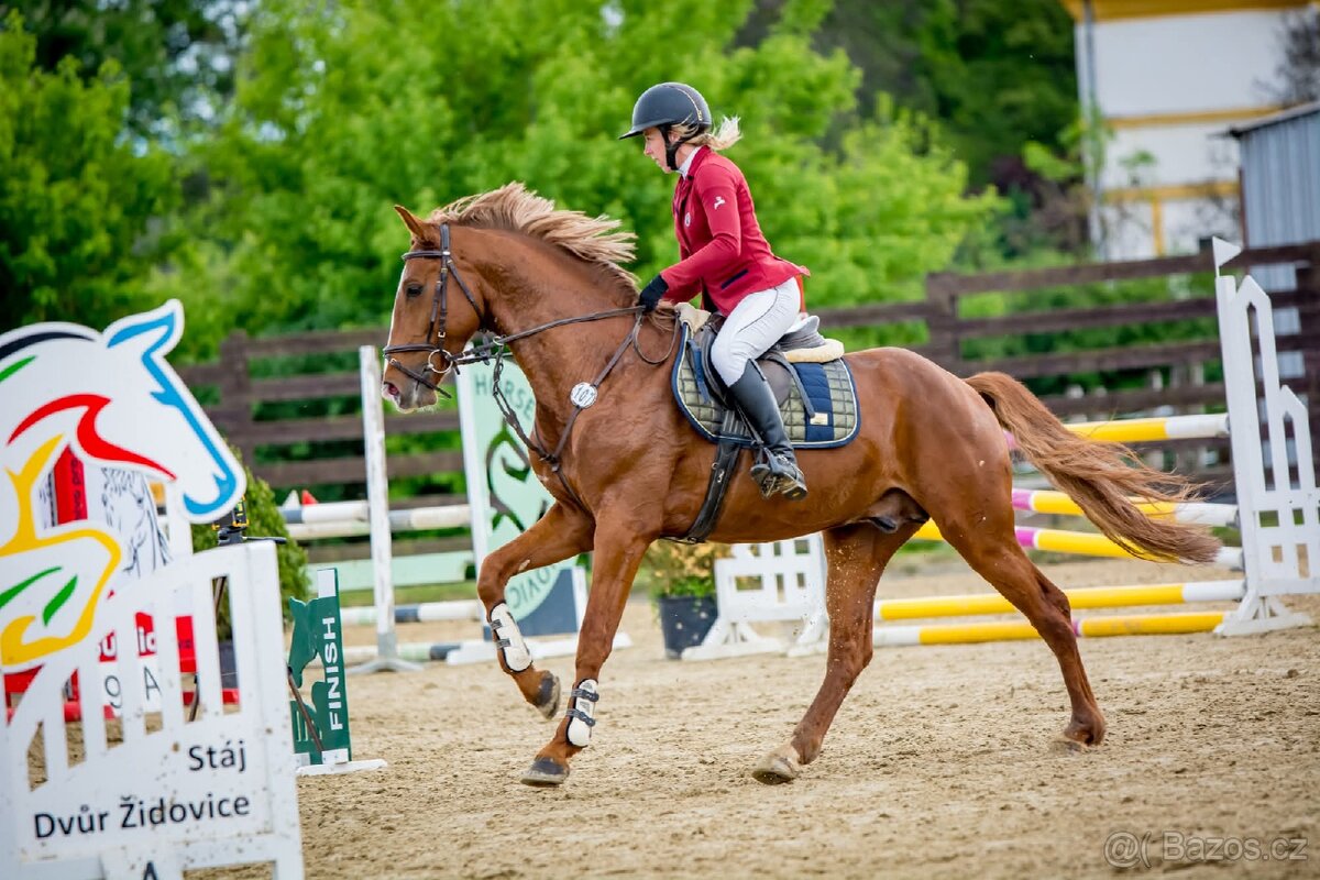 6 letý zangersheide valach - 2