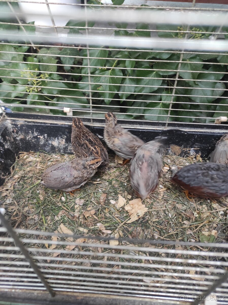 Prodám mladé křepelky - 2