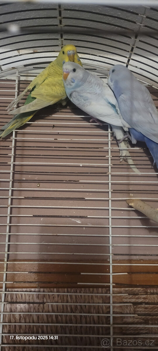 Prodám andulky - 2