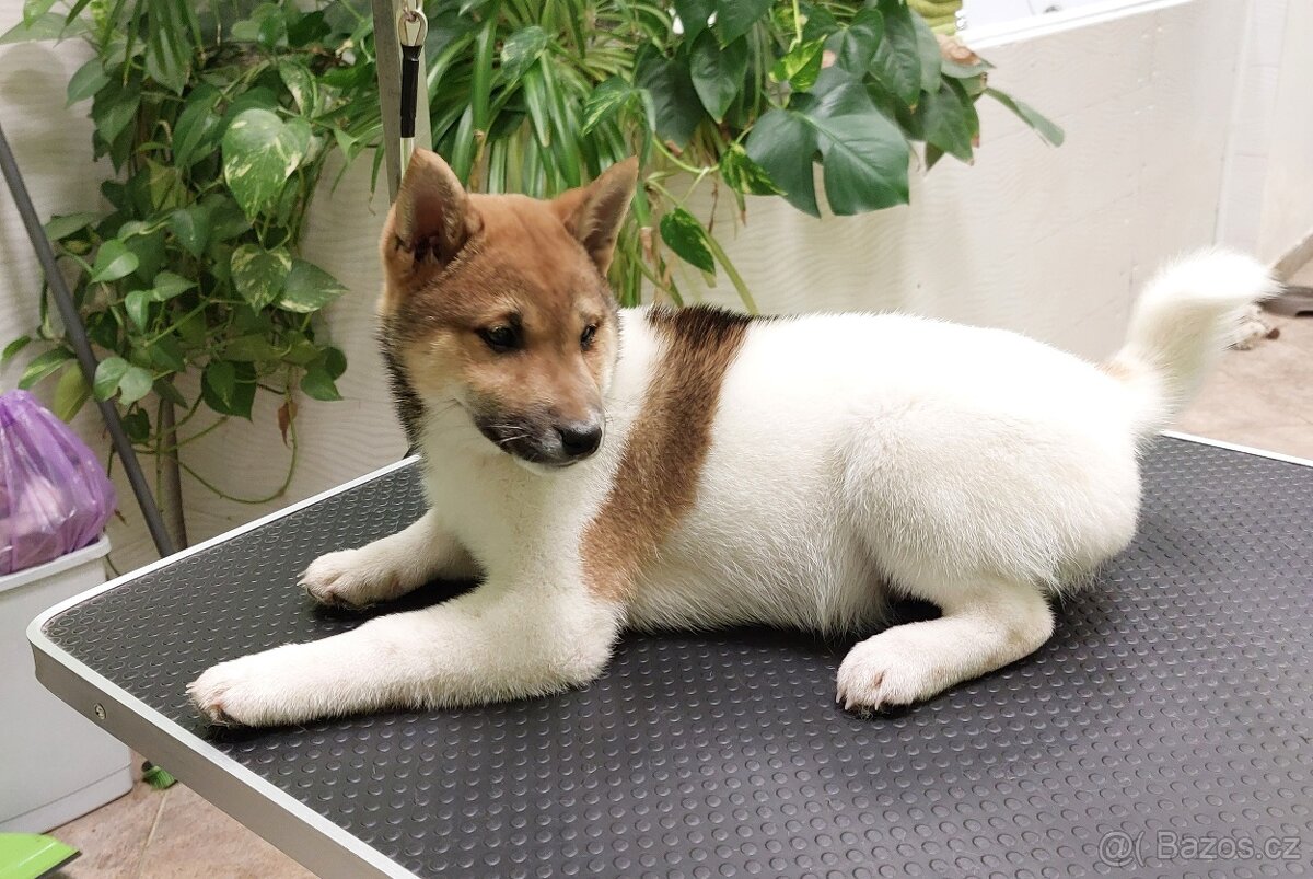 Shiba inu pinto s PP - 2