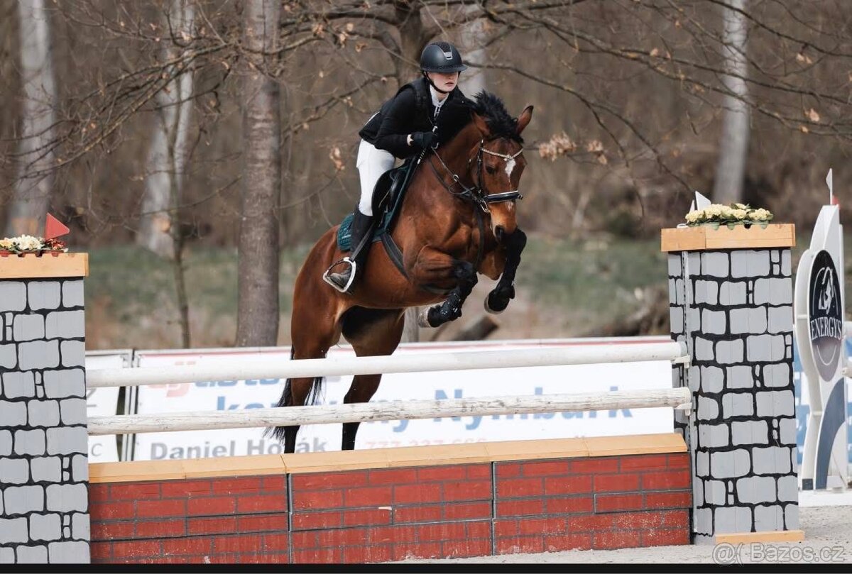 klisna do sportu - 2