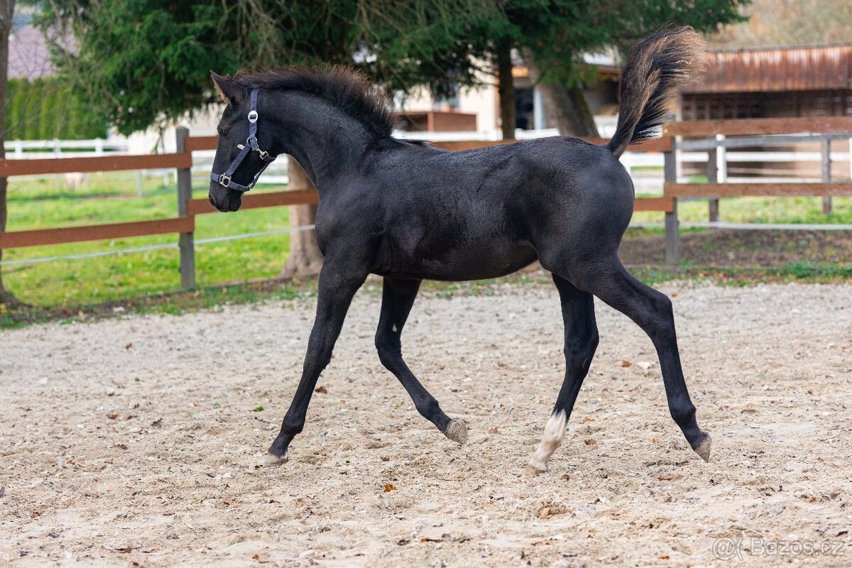 Nádherný hřebeček po Warness ZH - 2