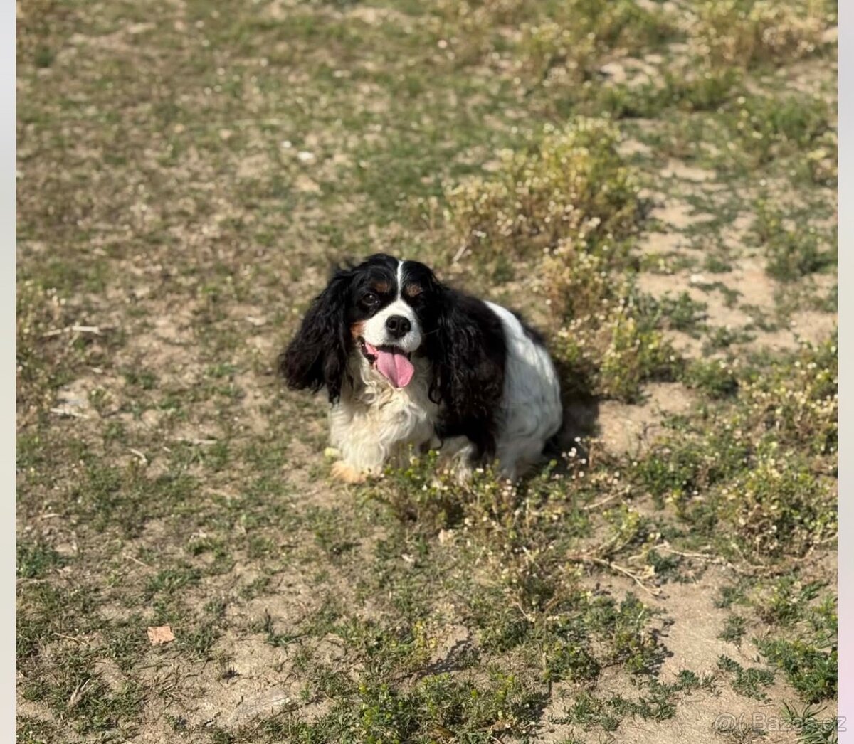 Kavalír-fenečka kastrovaná - 2