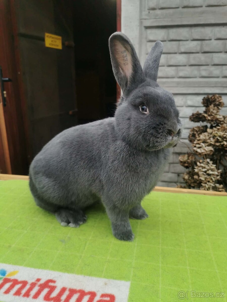 Vídeňský modrý 🐰 - 2