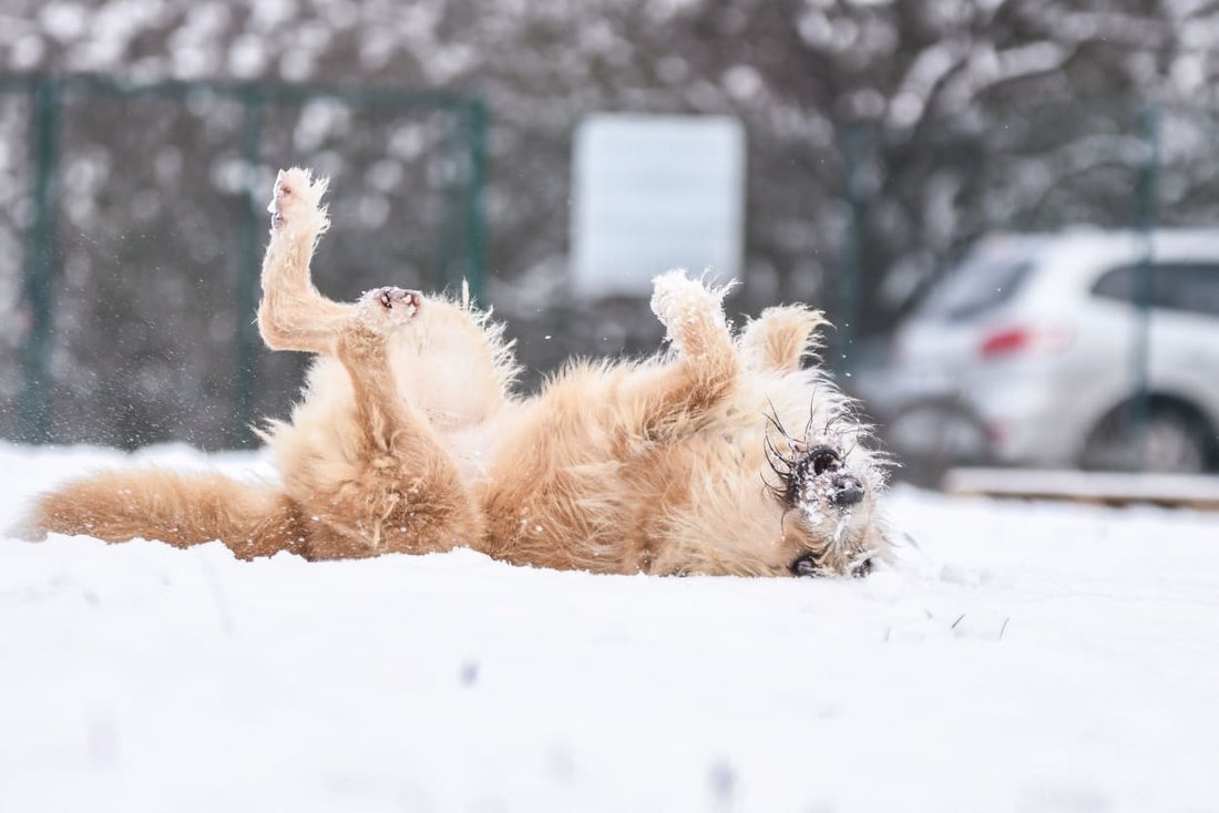 Kříženec Kačenka - 2
