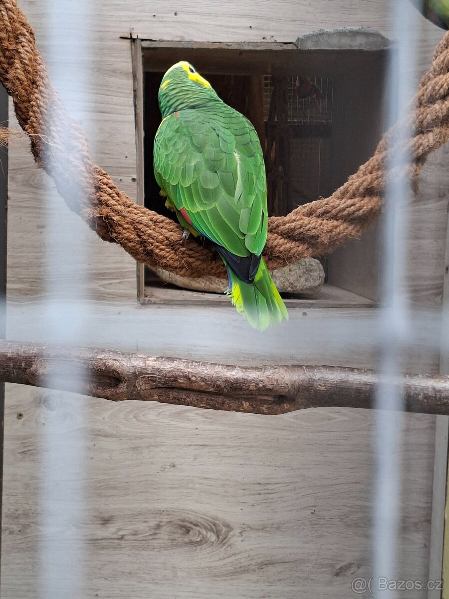 Páreček amazoňanú modročelých - 2