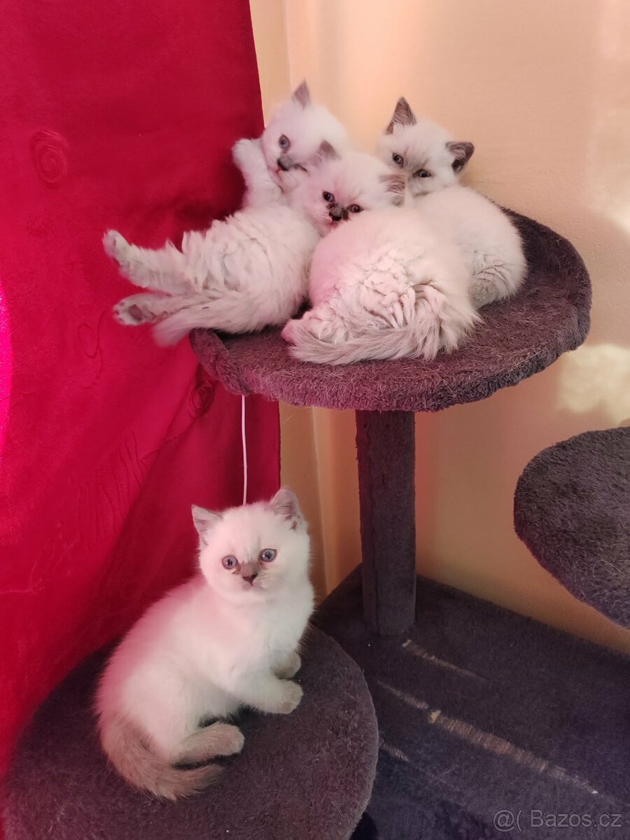 British shorthair colorpoint - 2