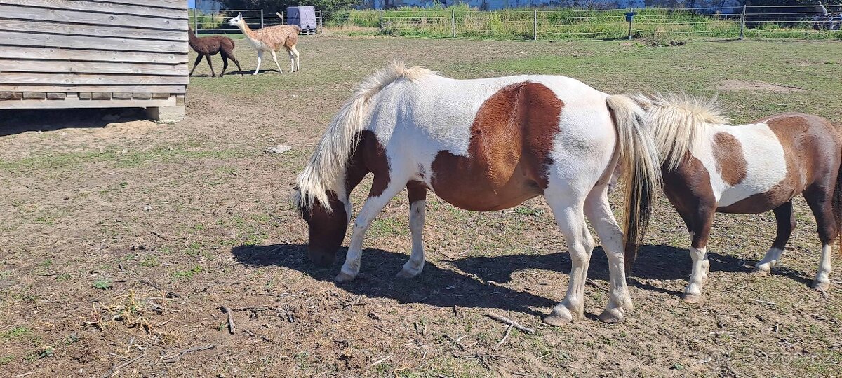 Prodám klisnu Ginny - shetlandský pony - 2
