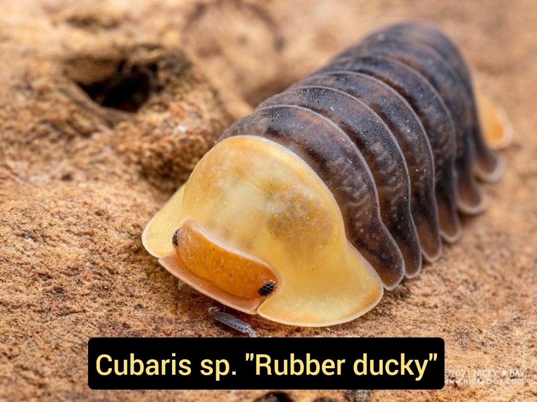 Stínky - isopody - 2