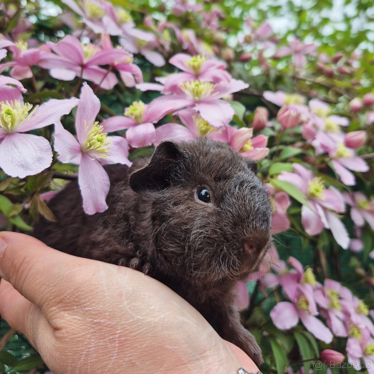 Morčátka US Teddy - 2