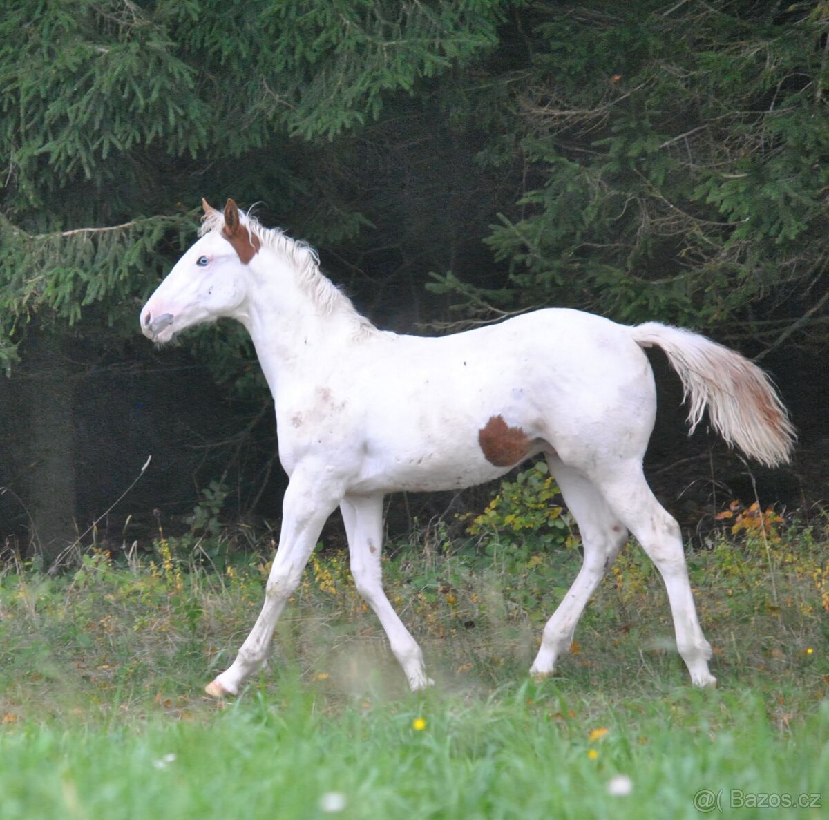 Hřebeček APH 2025 - 2