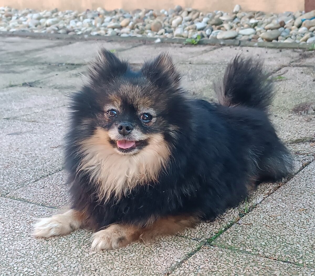 Pomeranian Fenky s PP ihneď k odberu - 2