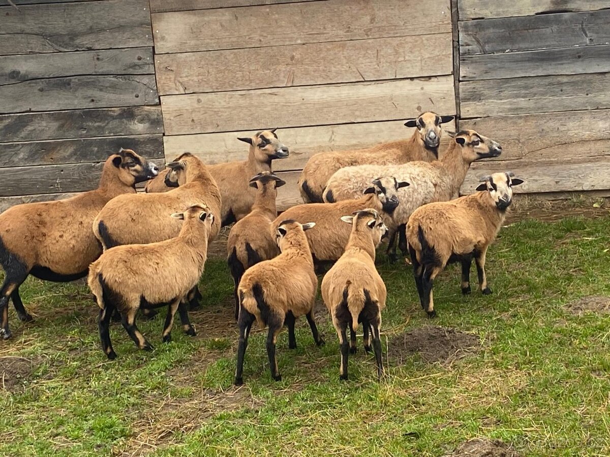 Kamerunská ovce - jehňata - 2