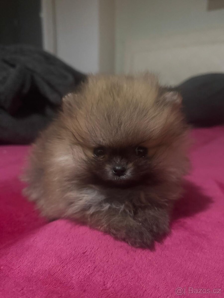 Pomeranian - 2