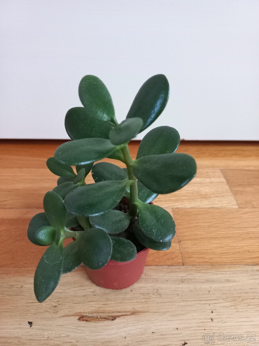 Crassula ovata - tlustice vejčitá - 2