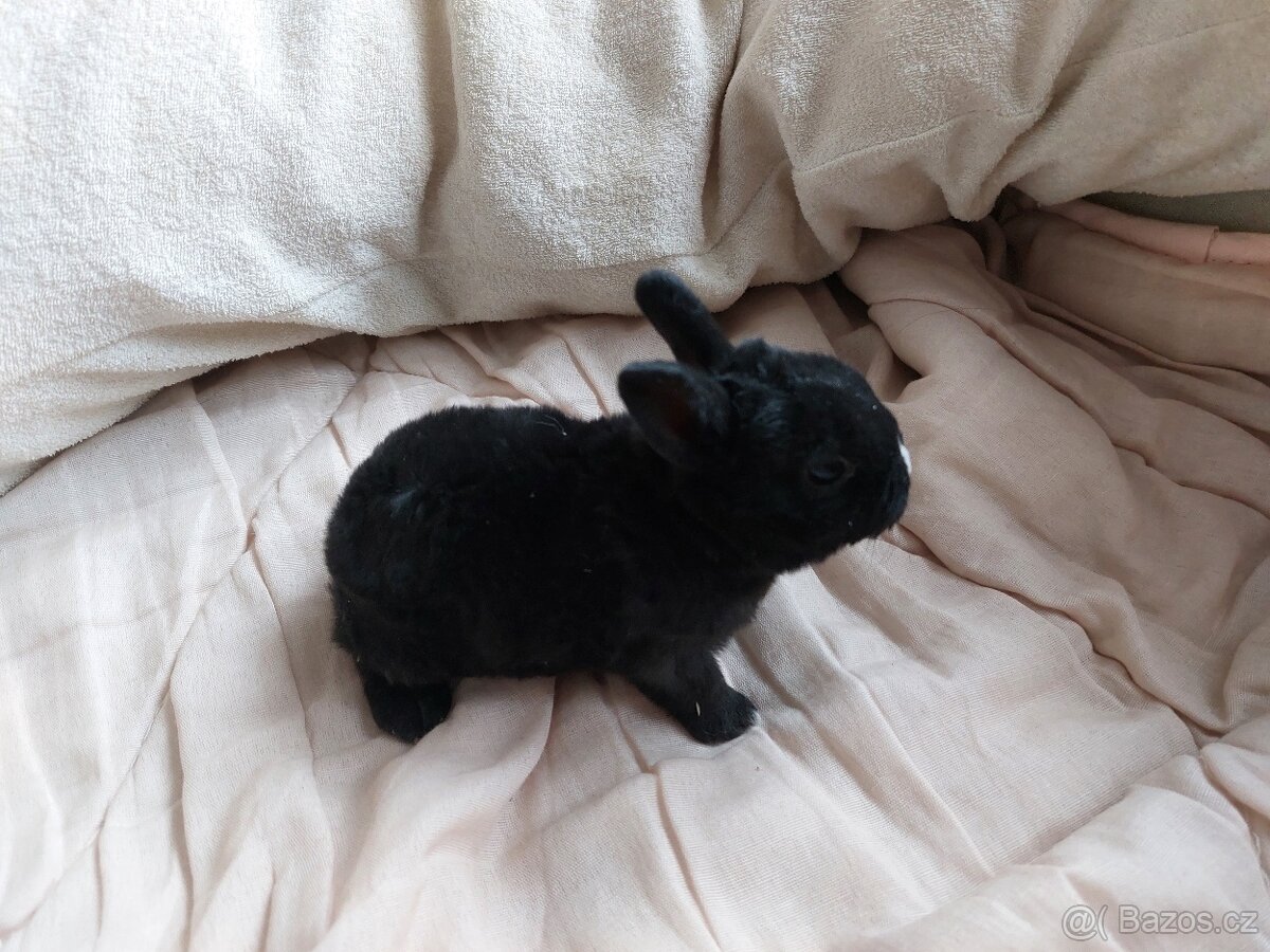 Zakrslý rex černý - 2